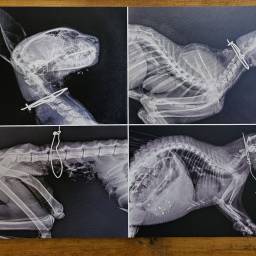X-ray photos of a caracal and porcupine killed by snares. ©COGH SPCA.